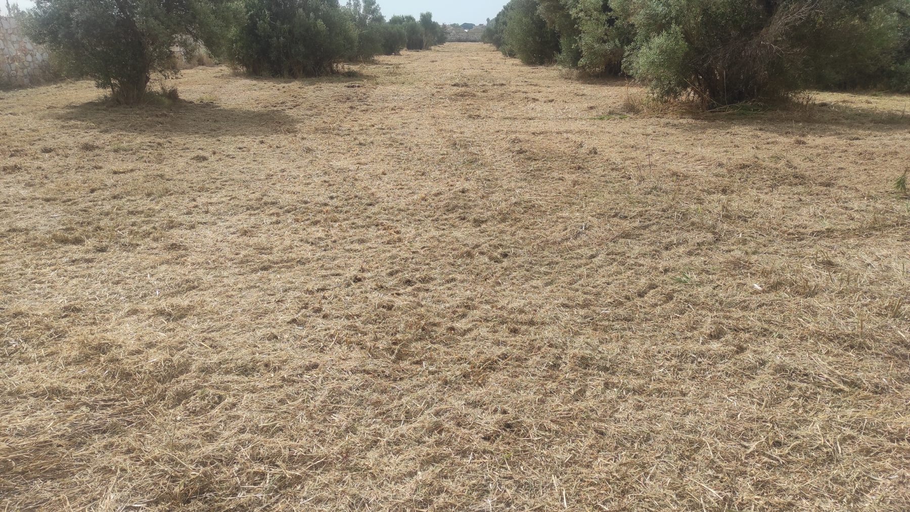 Καθαρισμένο οικόπεδο μετά την αποψίλωση και απομάκρυνση χόρτων από την Green Corpo - Αντιπυρική 2026
