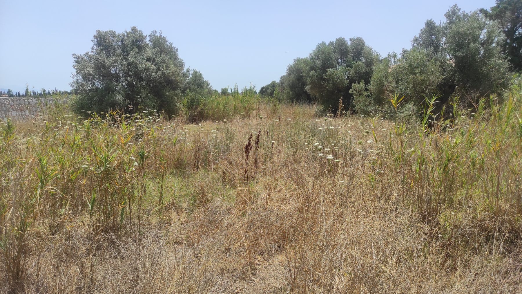 Ακαθάριστο οικόπεδο με ξερά χόρτα και καύσιμη ύλη πριν τον καθαρισμό 2026 - Green Corpo